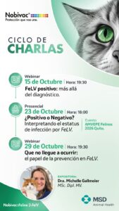 FeLV positivo: más allá del diagnóstico